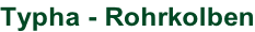 Typha - Rohrkolben